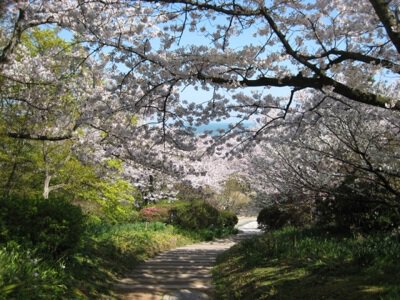 [임시 휴원] 白野江 식물 공원의 벚꽃