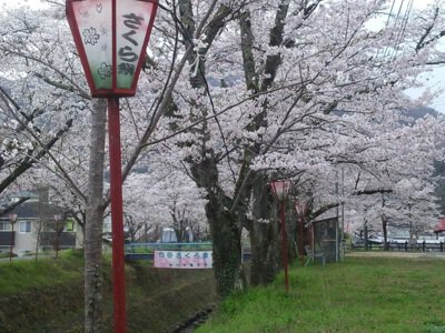 白谷公園の桜