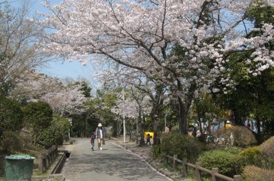 上野ヶ丘墓地公園の桜