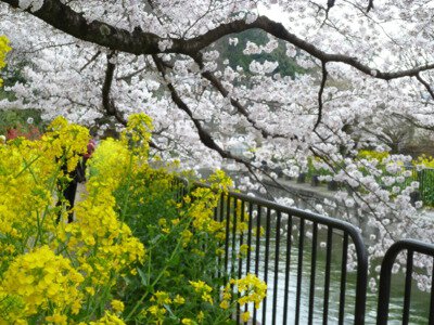 琵琶湖疏水(山科疏水)の桜