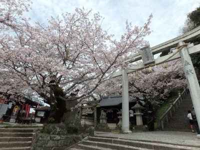 花岡八幡宮の桜