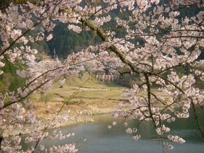 七川ダム湖畔の桜
