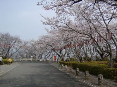 西部公園の桜