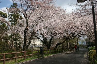 江波山公園の桜