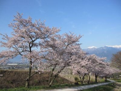 鵜山の桜並木