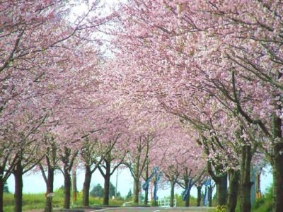 垂水公園の桜