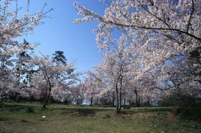 輪島市 一本松公園の桜
