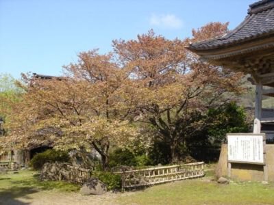 阿岸本誓寺の桜