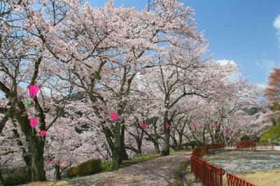 城山公園の桜(岡山県)