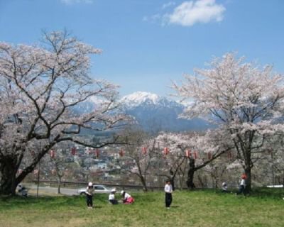 大町公園の桜