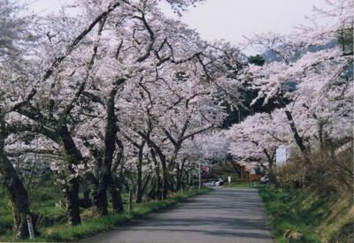 室根山 蟻塚公園の桜