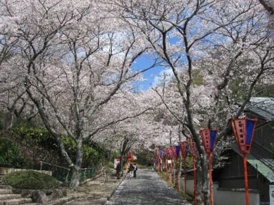 龍野公園の桜