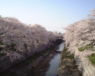 山崎川四季の道の桜