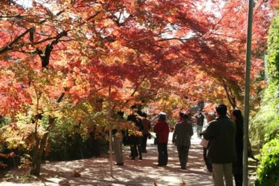 仁比山神社の紅葉