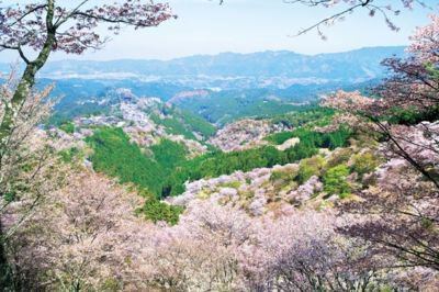 吉野山(上千本)の桜