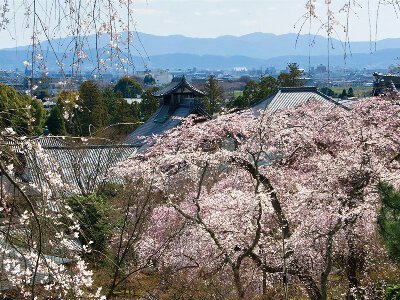 京都府の桜名所・お花見