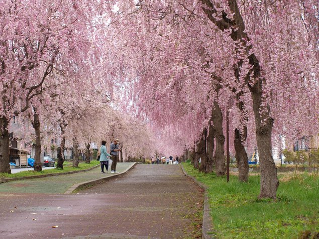 「喜多方 桜」の画像検索結果