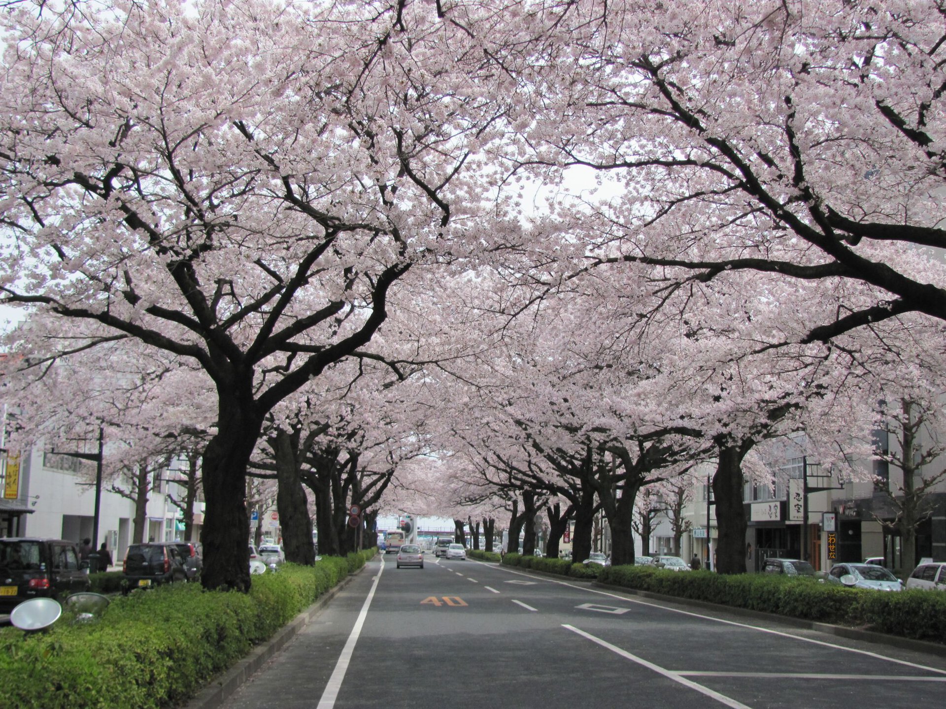 平和通りの桜 桜名所 お花見21 ウォーカープラス