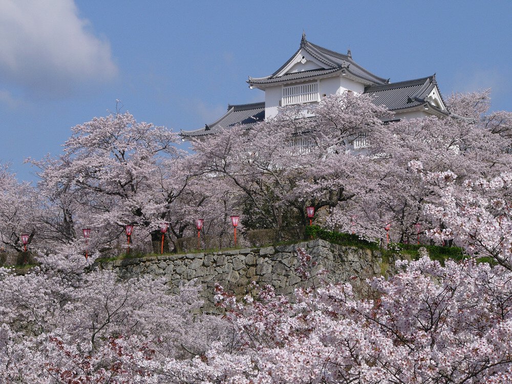 津山城(鶴山公園)の桜（津山市） - お花見2024 - ウォーカープラス
