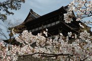 関善光寺の桜