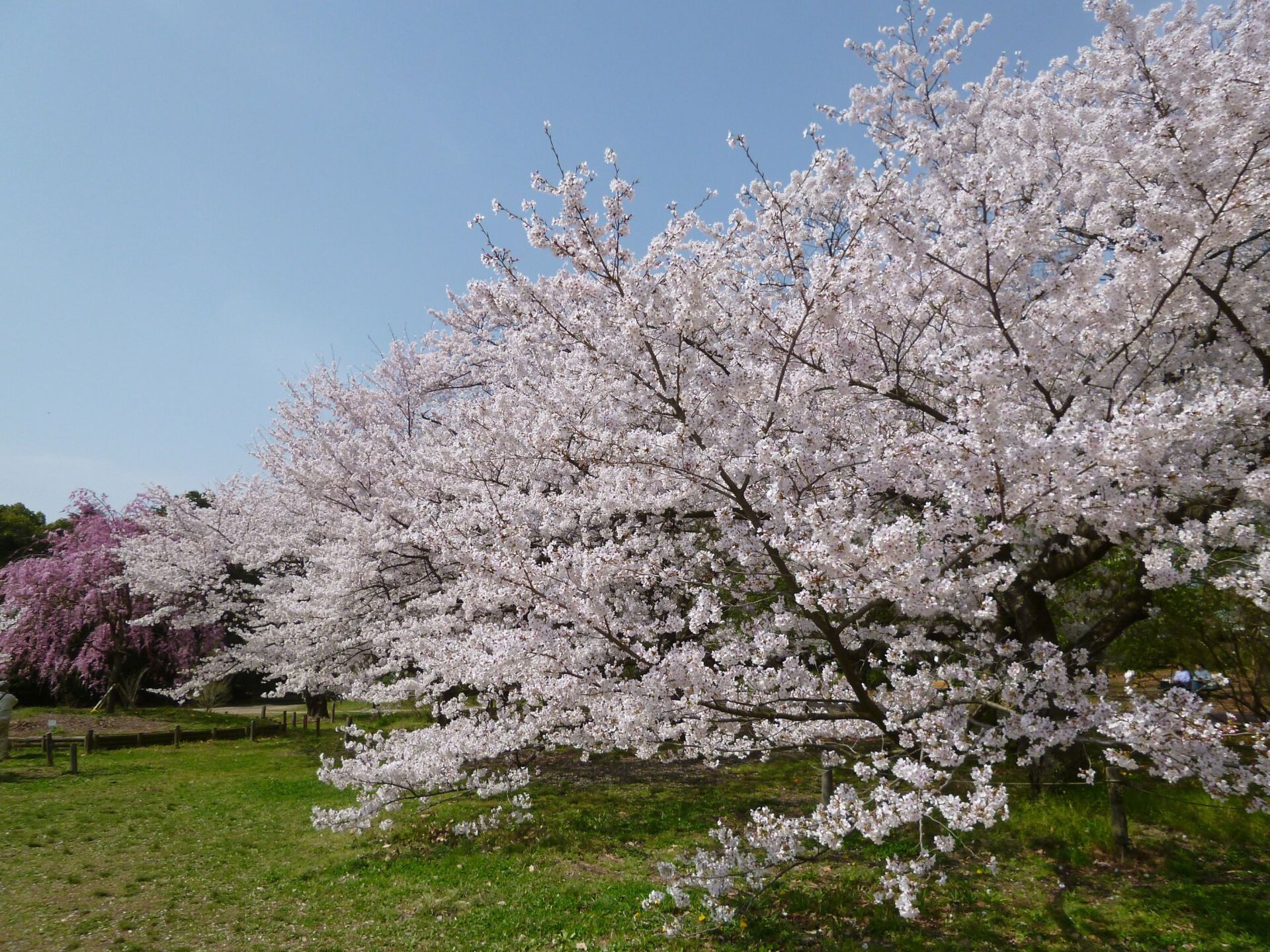 臨時休園 京都府立植物園の桜 桜名所 お花見 ウォーカープラス
