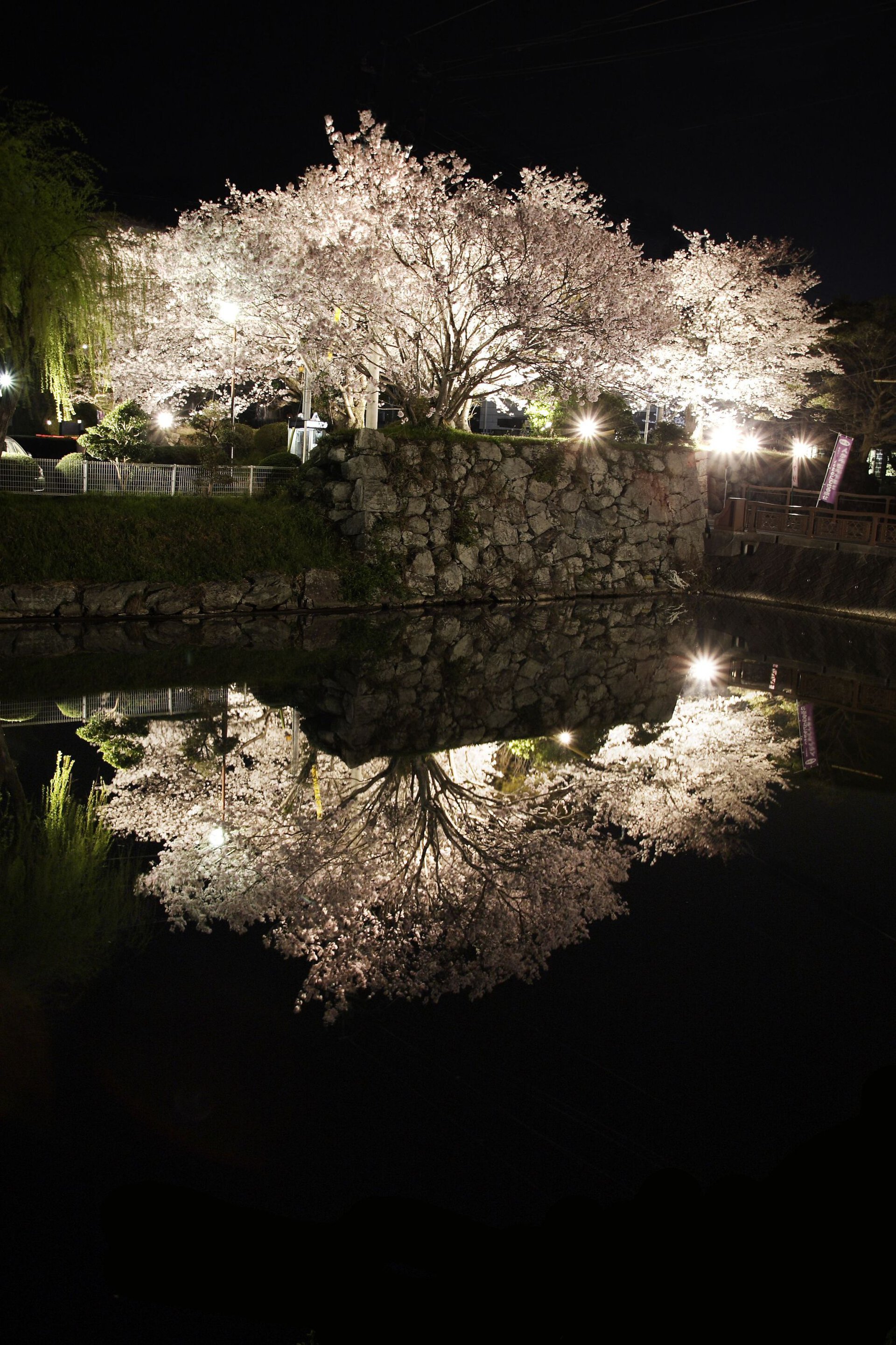 田丸城跡の桜 桜名所 お花見22 ウォーカープラス