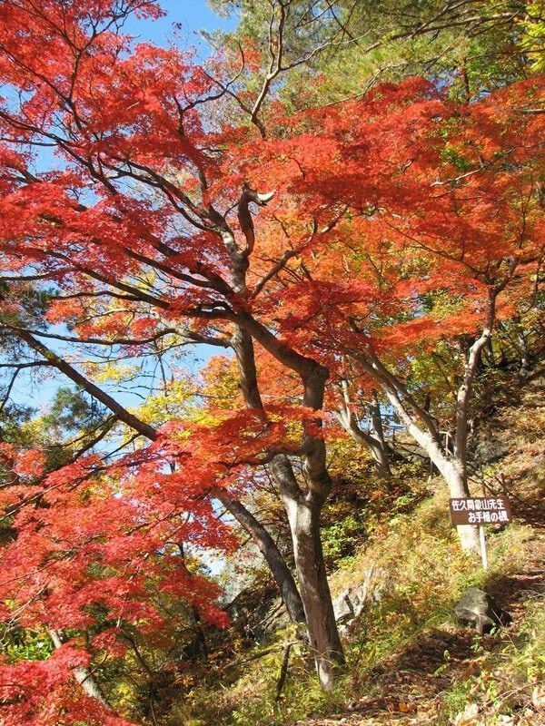 久米路峡の紅葉