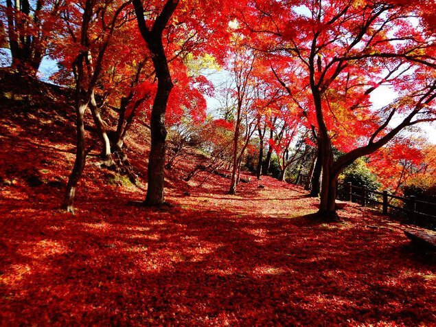 尾関山公園の紅葉