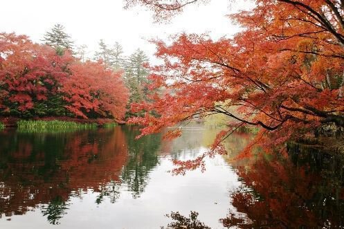 軽井沢(雲場池)の紅葉