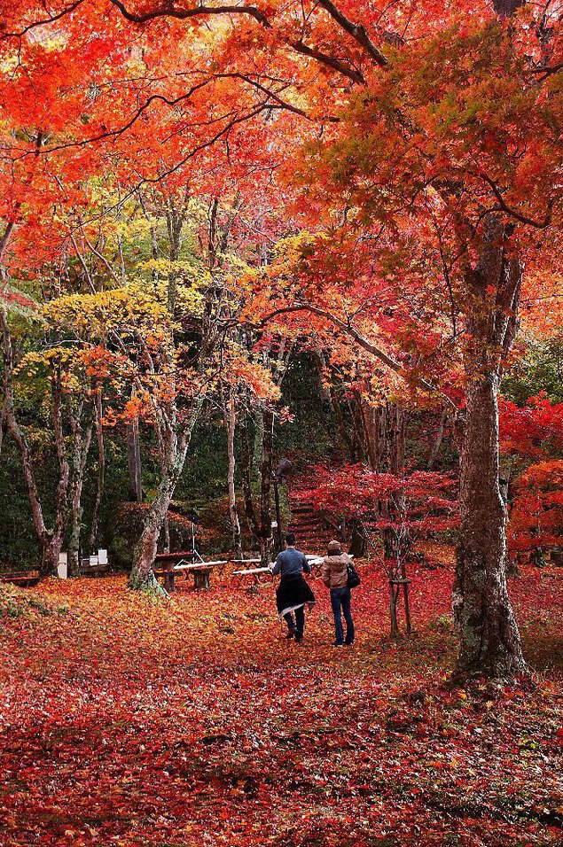 府立笠置山自然公園の紅葉