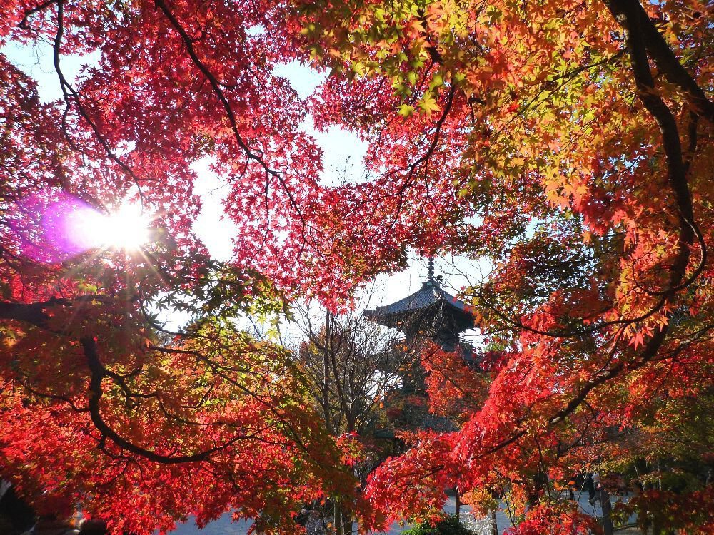 真如堂の花の木の紅葉は真っ盛り #深見東州 版画 | d-edge.com.br