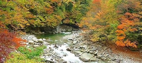 赤沢自然休養林の紅葉