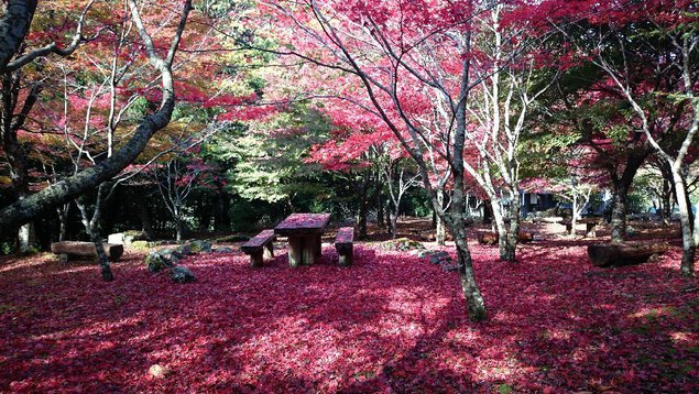 天城(昭和の森会館周辺)の紅葉