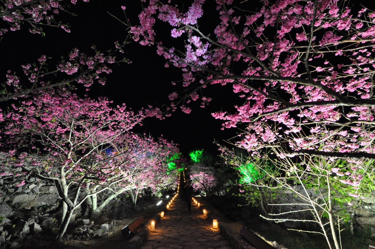 今帰仁城跡の桜 桜名所 お花見21 ウォーカープラス