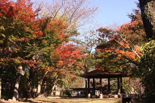 舞鶴城公園の紅葉