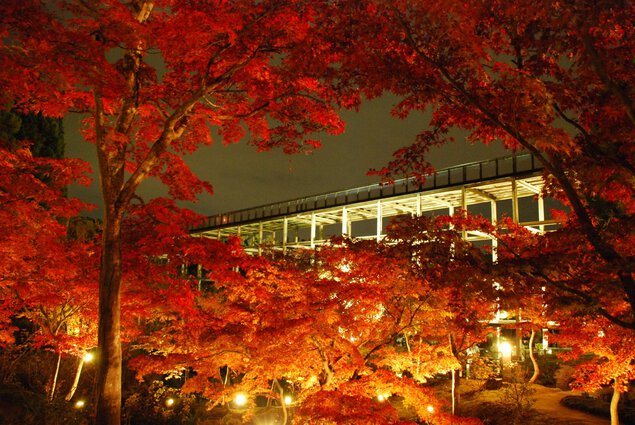 京都府立関西文化学術研究都市記念公園(けいはんな記念公園)の紅葉
