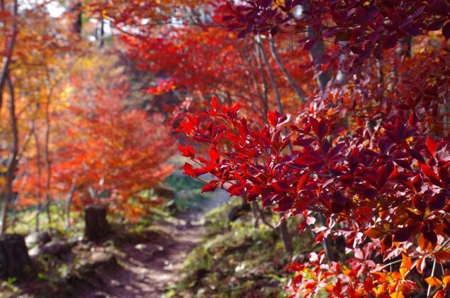 千葉山ハイキングコースの紅葉
