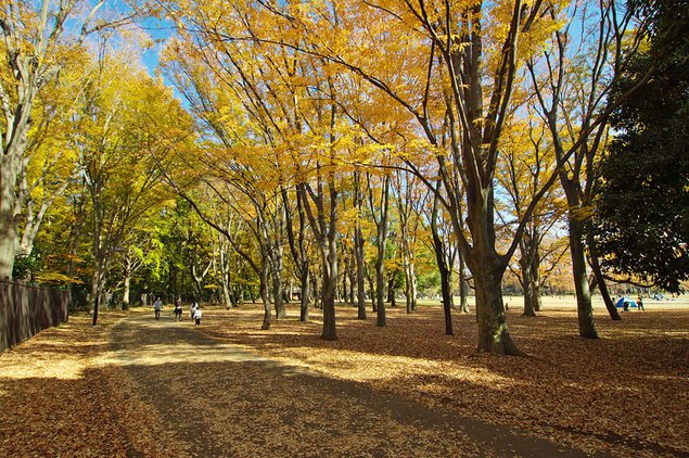 小金井公園の紅葉