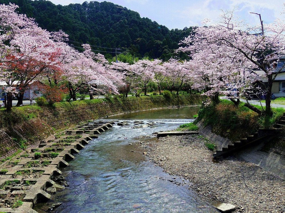 高知 県 桜の 名所