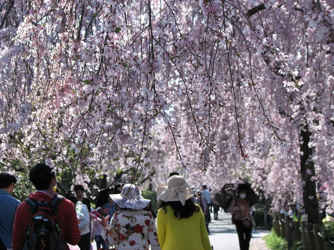 東谷山フルーツパークの桜 桜名所 お花見22 ウォーカープラス