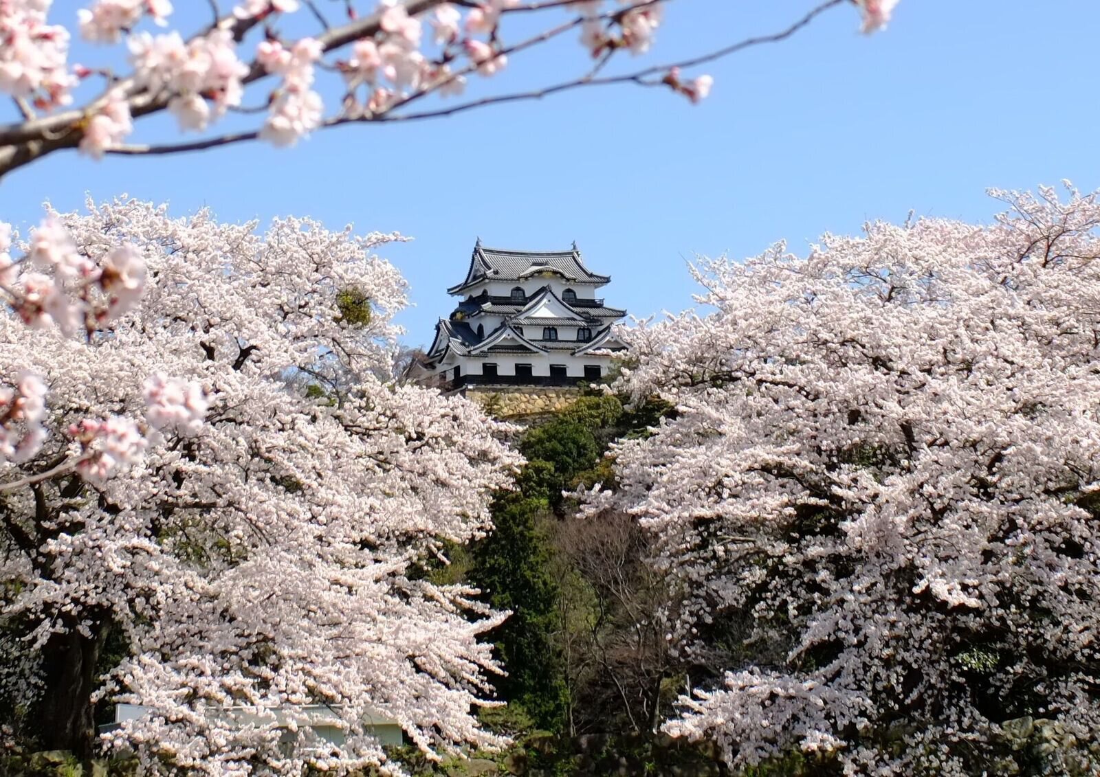 国宝 彦根城の桜 桜名所 お花見 ウォーカープラス