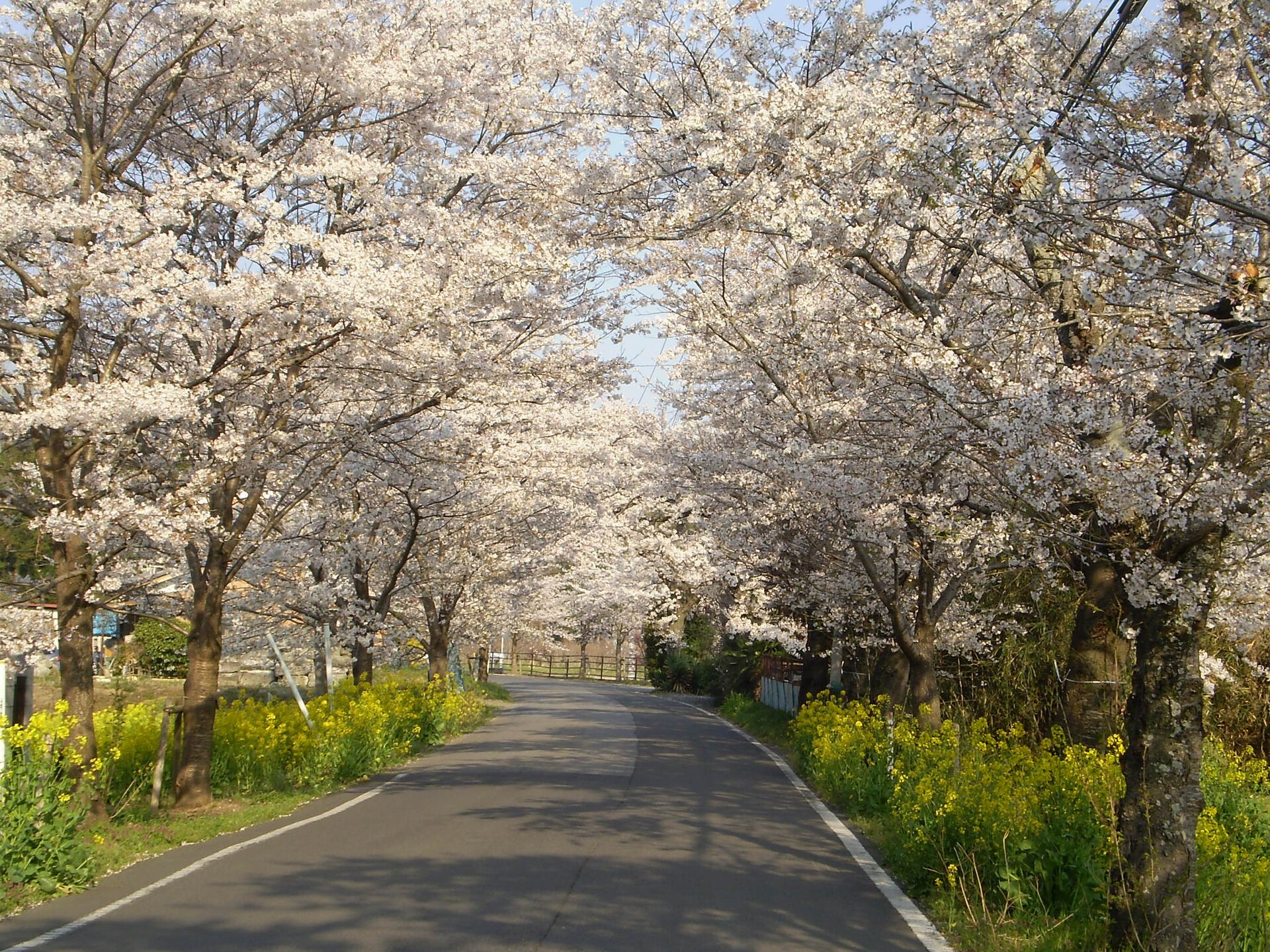 栃木県の 桜祭り が開催されている桜名所 お花見21 ウォーカープラス