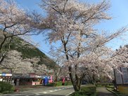 寺尾ヶ原千本桜公園