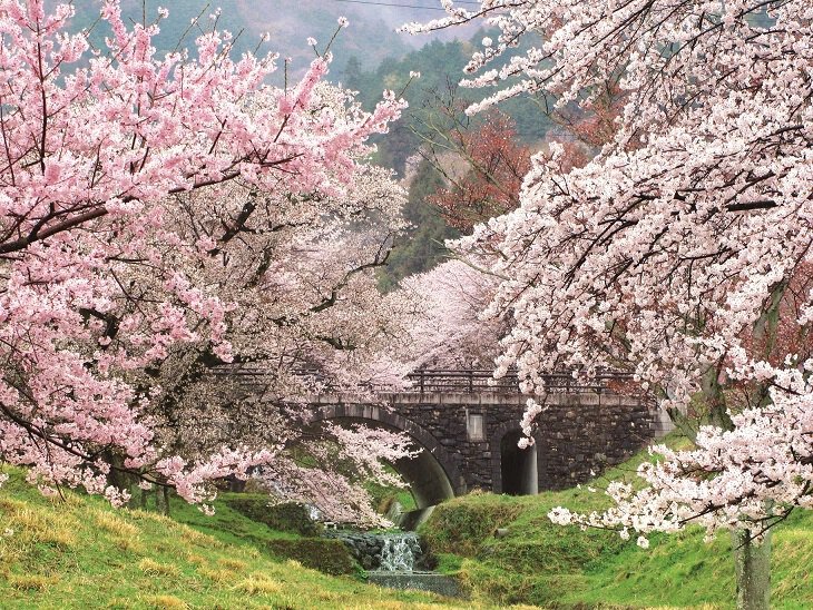 霞間ヶ渓の桜 桜名所 お花見21 ウォーカープラス