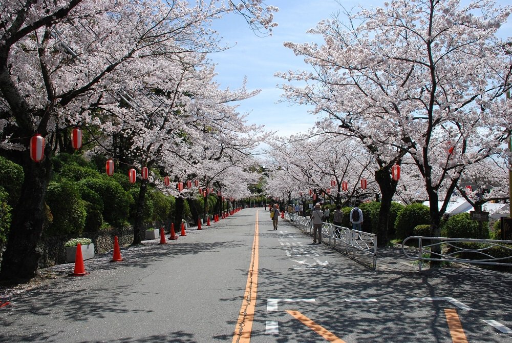 五月山緑地の桜 桜名所 お花見21 ウォーカープラス