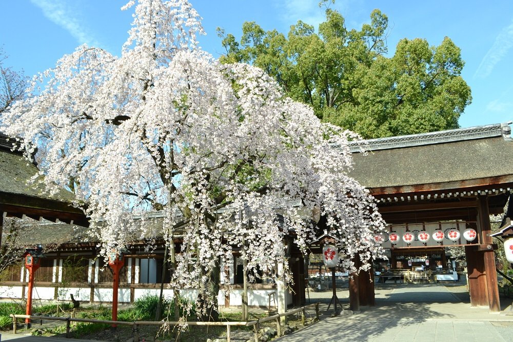 平野神社の桜 桜名所 お花見22 ウォーカープラス