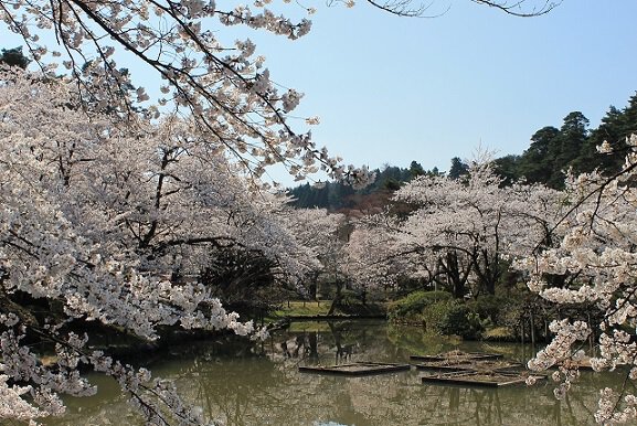 村松公園の桜 桜名所 お花見21 ウォーカープラス