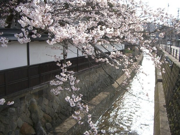 「高山市 桜」の画像検索結果