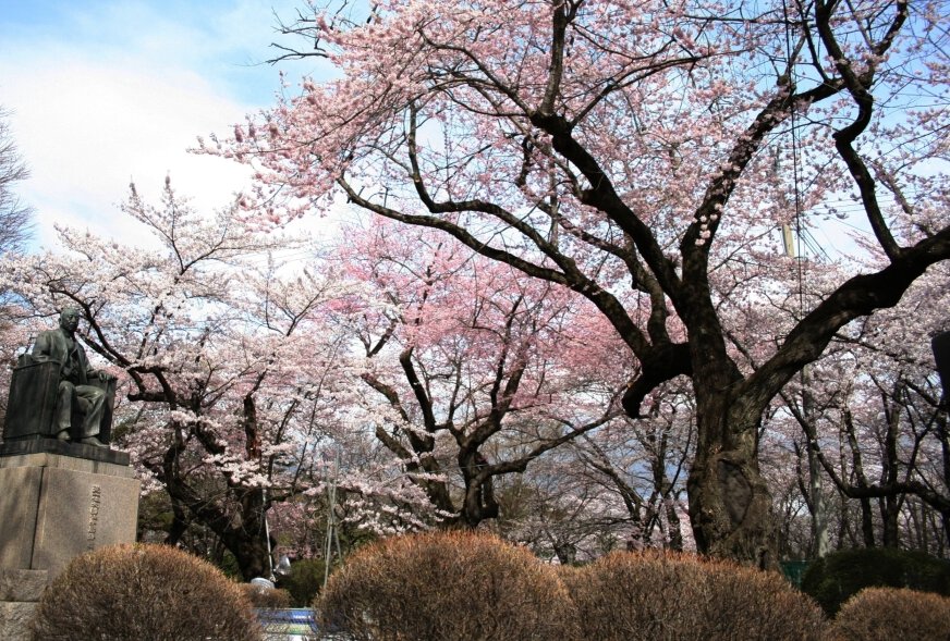 水沢公園の桜 桜名所 お花見21 ウォーカープラス
