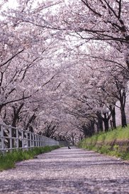 平田公園と大榑川桜並木